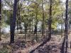 Woodymarion Drive photo